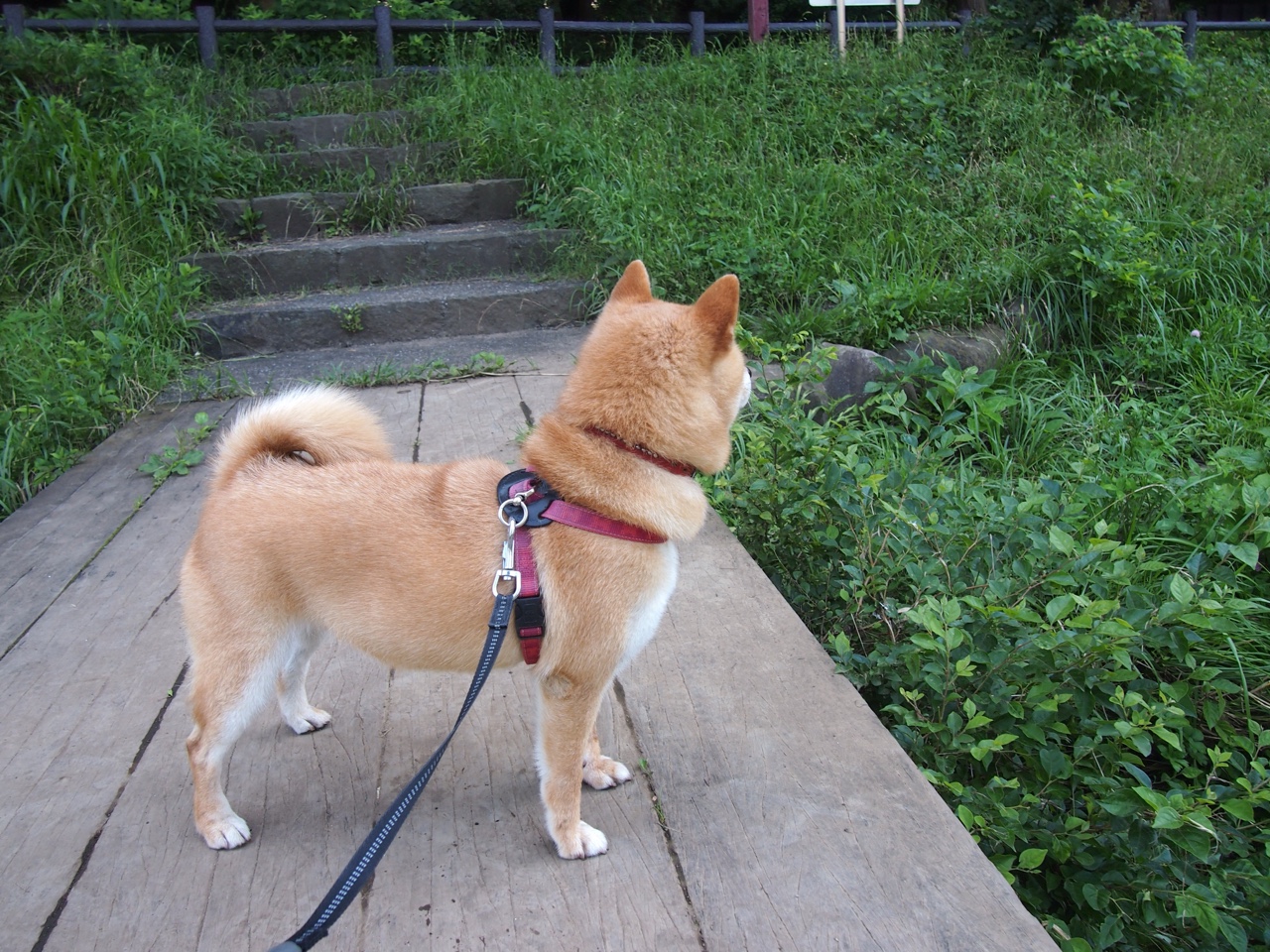 九游网页版官网入口-体育赛事数字化转型推进，体育 数字化